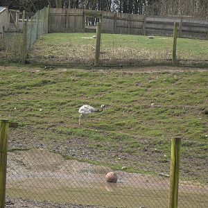 South American Paddock