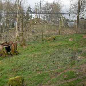 Caracal lynx ensloure