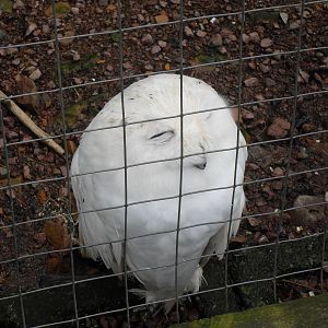 Snowy owl
