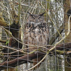 Eagle owl