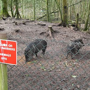 Collared peccaries