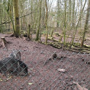 Collared peccary enclosure