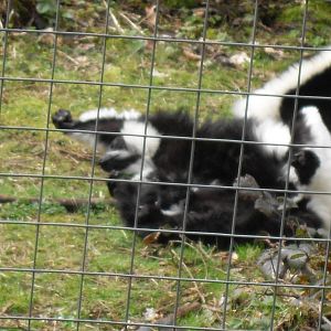 Black and white ruffed lemurs