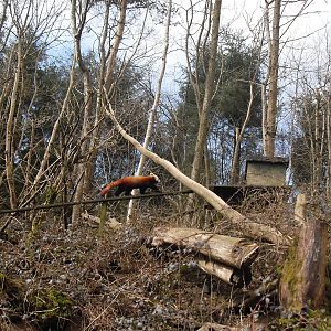 Red panda enclosure