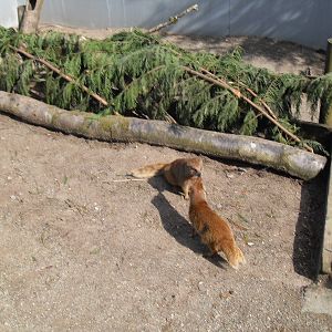 Yellow mongooses
