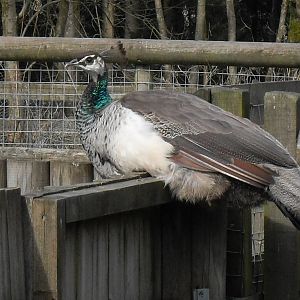 Female peacock