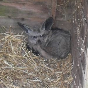 Bat eared fox