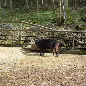Lowland anoa