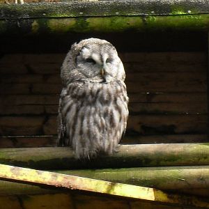 Great Grey owl