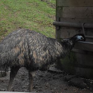Emu