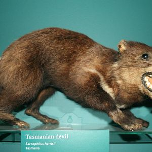 Tasmanian devil; Tring Zoological Museum; 30th December 2010