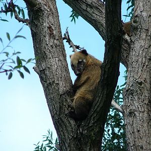 South American Coati
