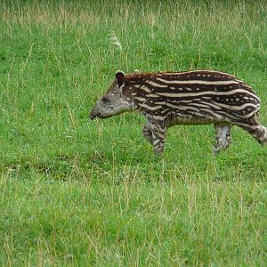 Lowland Tapir