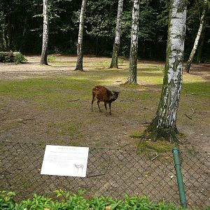 Visayan Spotted Deer