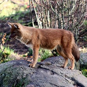 Dhole