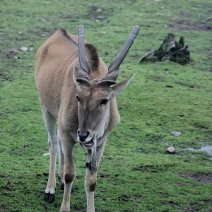 Eland