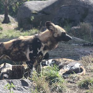African hunting dog