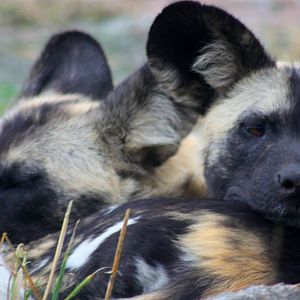 African Hunting dogs