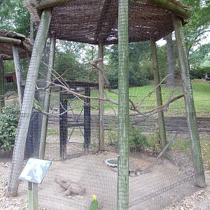 Yellow-Headed Amazon Parrot Exhibit