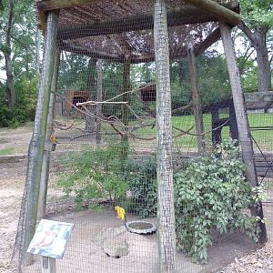 Sun Conure Exhibit
