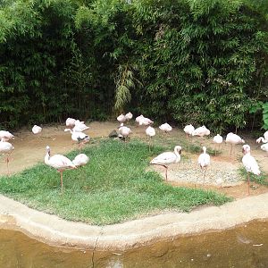 Lesser Flamingo Exhibit