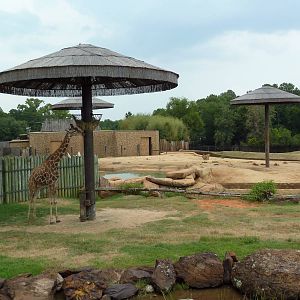 African Savanna (Giraffe + Elephant Exhibit)