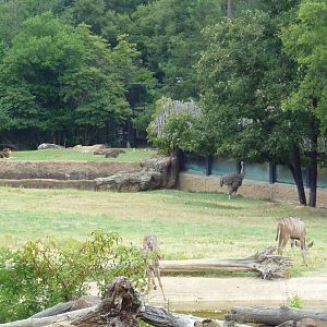 African Savanna + Lion Exhibit