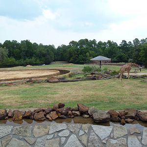 African Savanna + Elephant Exhibit