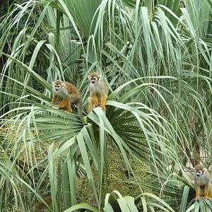 Squirrel Monkeys