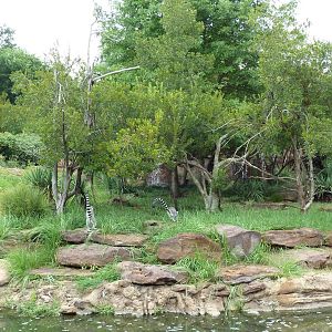 Red Ruffed Lemur/Ring-Tailed Lemur Island