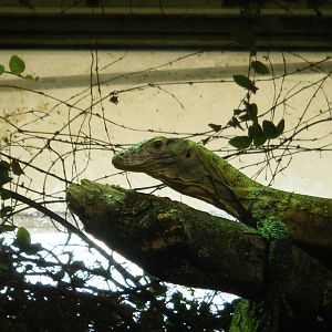 Komodo Dragon