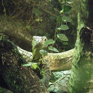 Komodo Dragon
