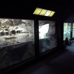 Black-Footed Penguin Exhibit