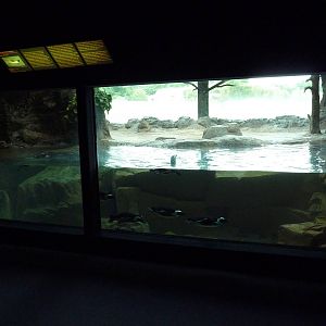 Black-Footed Penguin Exhibit