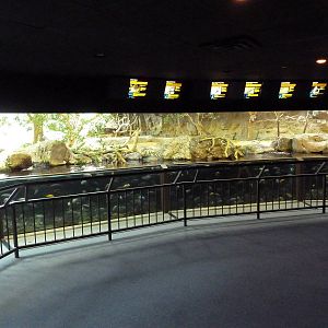 Mixed-Species Exhibit