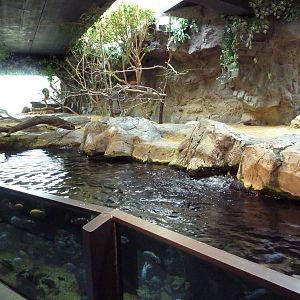 Mixed-Species Exhibit