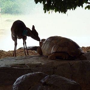 Gunther's Dik-Dik + Spurred Tortoise