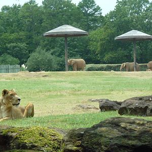 Lion Exhibit + African Savanna