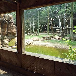 Bongo/Colobus Monkey/Yellow-Backed Duiker Exhibit