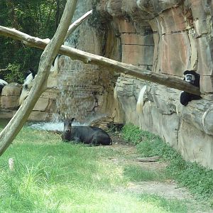 Colobus Monkeys + Yellow-Backed Duiker