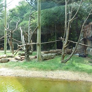 Bongo/Colobus Monkey/Yellow-Backed Duiker Exhibit