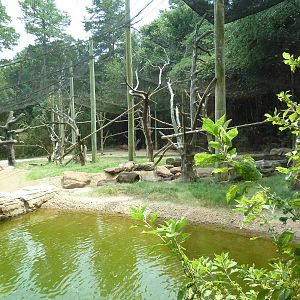 Bongo/Colobus Monkey/Yellow-Backed Duiker Exhibit