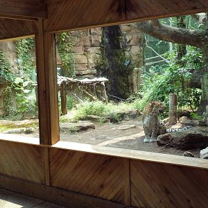 Leopard Exhibit