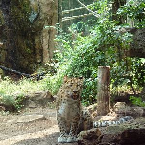 Leopard Exhibit