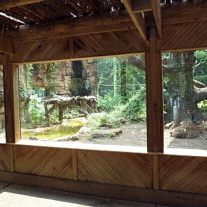 Leopard Exhibit