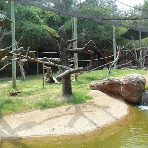 Bongo/Colobus Monkey/Yellow-Backed Duiker Exhibit