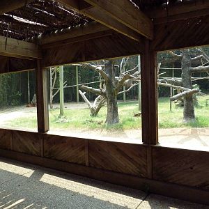 Bongo/Colobus Monkey/Yellow-Backed Duiker Exhibit