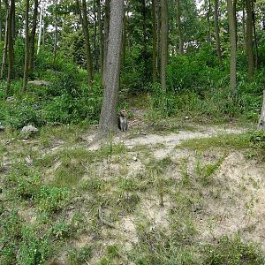 Exhibit of Japanese macaques