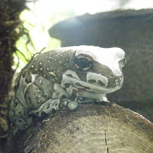 Golden eyed Tree Frog