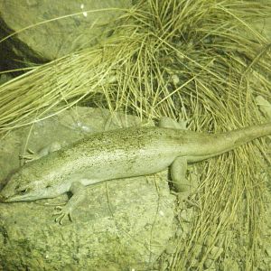 Round Island Skink